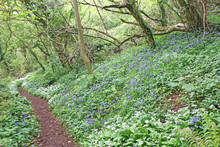 Bluebells And Wild Garlic In A Wood