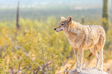 coyote in the wild desert observing the horizon