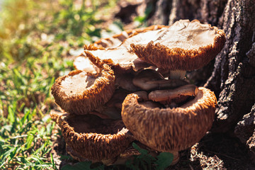 Mushrooms by a tree, nature, Portugal