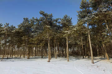 Forest in the winter. Beautiful winter forest landscape with snow and icing. Snow in a snowy forest