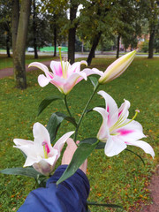 lily flowers bouquet in guy's hand on the street. gift for a girl