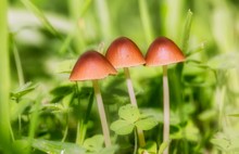 Closeup Focused Shot Of Red Agaric Mushrooms In The Grass