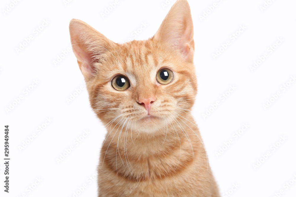 Beautiful cute orange cat - obrazy, fototapety, plakaty 