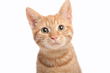 beautiful cute orange cat