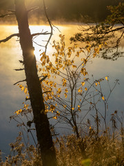 Wall Mural - frosted plants in close-up, blurred sunrise background