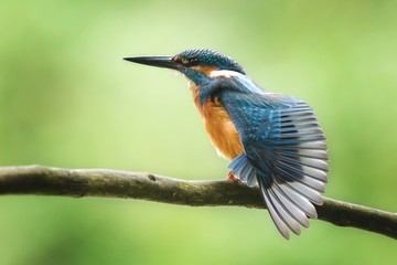 Poster - Selective closeup shot of a blue and orange hummingbird on a tree branch