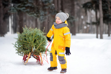 Little boy carries a Christmas tree on a sled to home from the winter forest.