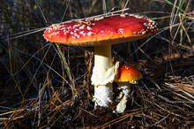 A Pair Of Fly Agarics In A Clearing