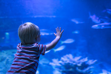 Little Boy Looking Through Glass Aquarium At Fish.