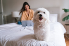 Beautiful Woman Working On Laptop At Home On Bed. Cute Small Maltese Dog Besides. Lifestyle