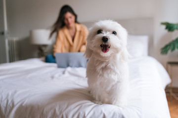 beautiful woman working on laptop at home on bed. Cute small maltese dog besides. Lifestyle