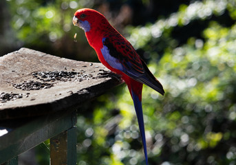 Wall Mural - Crimson Rosella Parrot