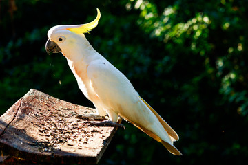 Wall Mural - cockatoo