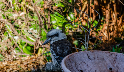 Wall Mural - Kookaburra