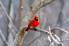 Cardinal On A Branch In Winter