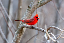 Northern Cardinal On A Branch