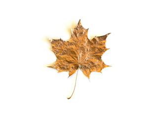 leaf of golden trendy maple leaf isolated against white background. minimal flat lay, top view.