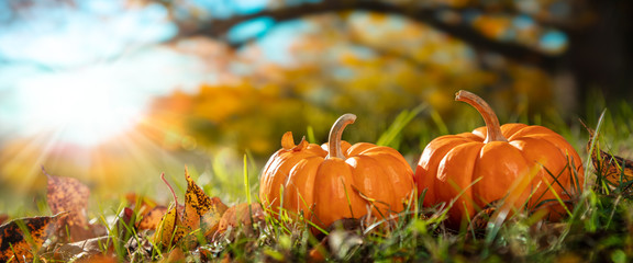 Wall Mural - thanksgiving - two mini pumpkins in grass with tree and sunset background