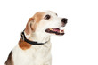 Cute Beagle Crossbreed Dog Facing Side Close-up