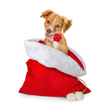 Cute Puppy In Christmas Santa Gift Sack