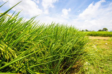 Green field of paddy rice plantation sunny day colorful sky