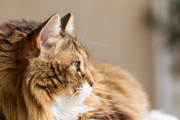 Long haired cat in relax indoor, siberian purebred domestic animal