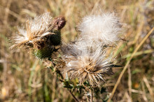 Fluffy Flowers Of A Withering Thistle, Nature Landscape.