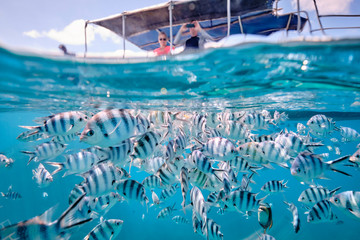 People on board a boat watching scissor tail sergeant fish in tropical waters of fiji