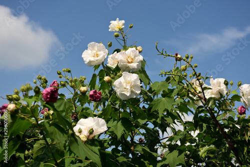 酔芙蓉の花 Buy This Stock Photo And Explore Similar Images At Adobe Stock Adobe Stock 酔芙蓉の花 Buy This Stock Photo And Explore Similar Images At Adobe Stock Adobe Stock