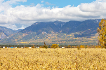 Wall Mural - Autumn rural landscape with yellow oat field in foothill valley. The peaks of the Eastern Sayan Mountains are covered with low clouds. Beautiful seasonal background. Siberia, Buryatia, Tunka Valley