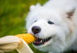 © zanna_ - White Samoyed dog is eating his corn