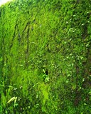 Fototapeta Łazienka - background of green grass