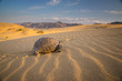 The  Turtle in Desert