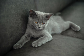 cat with blue eyes