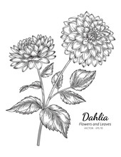 Dahlia Flower Drawing Illustration With Line Art On White Backgrounds.