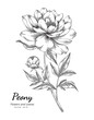 Peony flower drawing illustration with line art on white backgrounds.