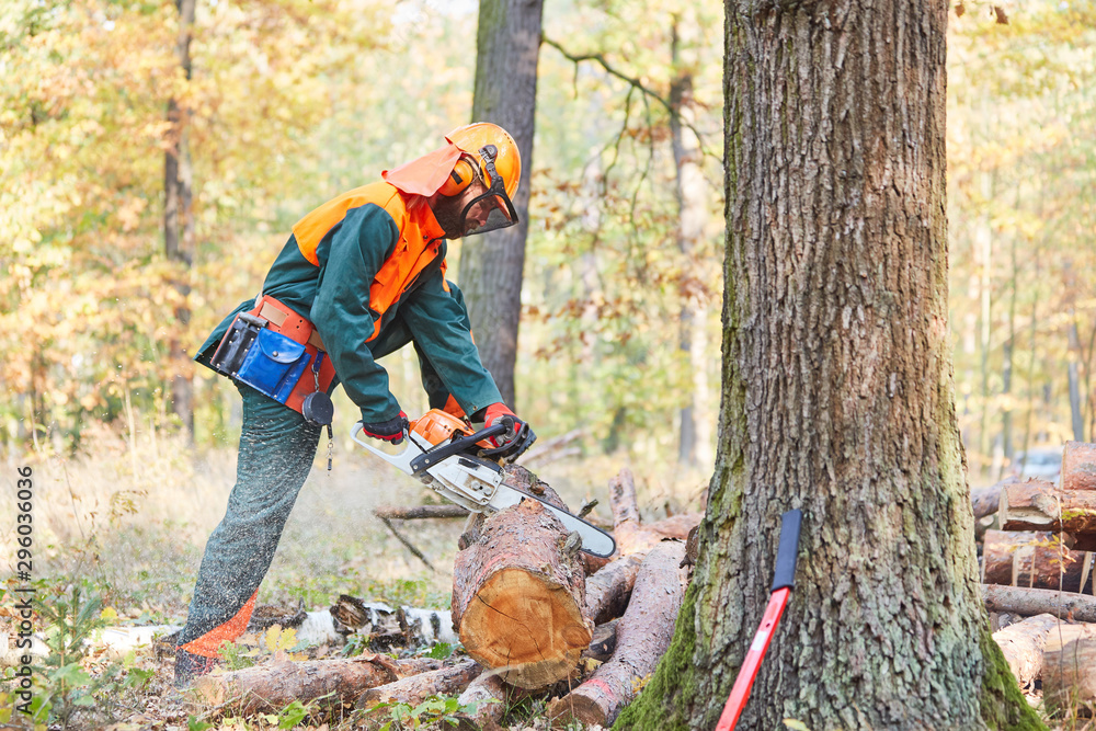 Waldarbeiter in Schutzausrüstung sägt Baumstamm - obrazy, fototapety, plakaty 