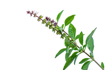 Poster - Fresh green Ocimum Basilicum or sweet brasil isolated on white background. Medical herbal plant concept.