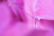 canvas print picture - Blüte der Hortensie
