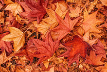 Multicolored Japanese Maple Autumnal Dry Leaves On The Ground