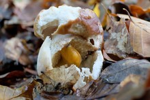 Boletus Eaten By A Snail. Inside The Mushroom Sits A Yellow Snail And Looks At.