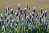 Fototapeta Kwiaty - Lavender plant (Lavandula) in Andalusia, Spain.