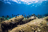 Fototapeta Do akwarium - Underwater scene with stones and tropical fish. Blue ocean