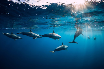 Wall Mural - Spinner dolphins underwater in blue ocean. Dolphin family