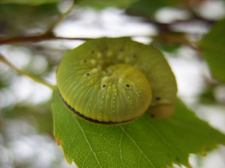 Wall Mural - Caterpillar on a birch leaf