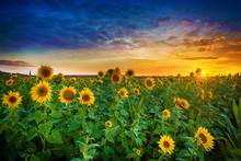 Beautiful Sunset Over Sunflower Field