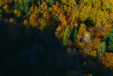 Fototapeta Morze - Aerial view of autumn tree tops.
