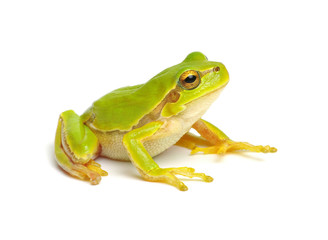 green tree frog isolated on white