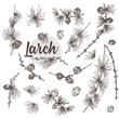 Set ink hand drawn sketch of larch branches with pinecones isolated on white background Good idea for vintage Merry christmas card, new year conifer tree pattern or decorative design.