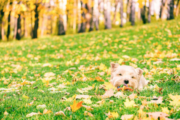 Wall Mural - Cute dog playing with colorful toy ball at fall (autumn) lawn